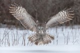 Great Gray owl In Flight