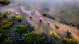 Water season to Thuong Hoa