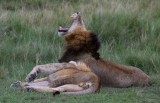 Head and Tail kings