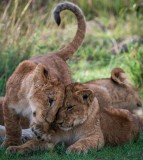 Cuddling Cubs
