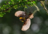 FLYING JEWEL TWO