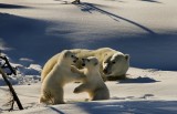 PLAY FIGHT