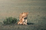 LIONESS WITH LOVING CUB