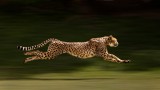 Sprinting Cheetah