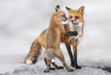 Kit and red Fox