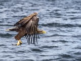 White Tailed Eagle - with fish