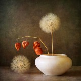 still life with physalis and dandelions