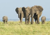 Elephant trio with calves