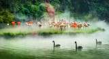 Beautiful Flamingos And Swan
