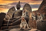 Buddaha and monkeys