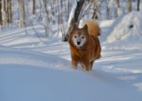 Dog in the snow
