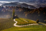 Vineyards heart
