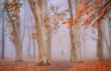 Foggy November