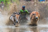 Bull Mud Racing-7