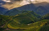 Khau Mang golden season