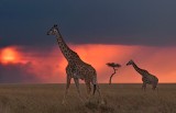 Mara Sunset