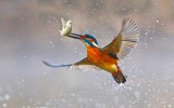fish Destiny
