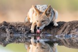 Black backed jackal drinking