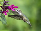 Ruby-throated Hummingbird