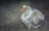 Mute Swan Stretching