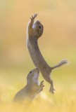 Dirty dancing