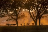 The Return of the Buffaloes