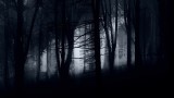 Dark Forest