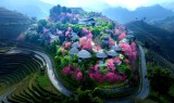 Mua hoa to day nam