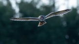 Graceful flight