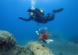 Lionfish and the divers 105