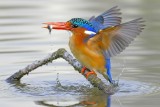 landing with prey