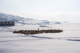 shepherd and her flock