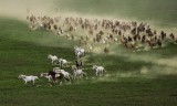 Mangolian Horses 2