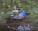 Hunting fish prey 06