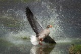 A complicated landing of a wild goose
