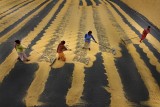PADDY DRYING WORKERS 01