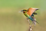 BEE EATER WITH KILL
