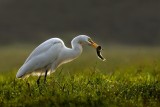 EGRET FISHING