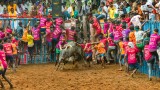 SCARY BULL