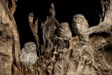3 SPOTTED OWLETS