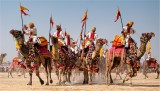Parade of camels 04