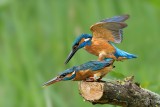 Duo ijsvogel