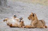 Invitation to Play