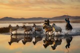 morning horse 09
