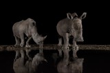 Rhinos in the middle of the night