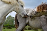 Morsures camarguais2A
