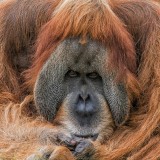 Sumatra Gorilla