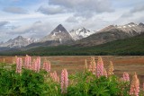 Ushuaia Nat Pk