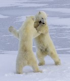Two Polar Bears Playing 22