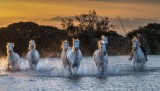 Camargue horses at sunset 21